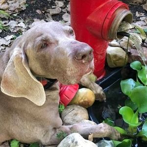 Meet your Posher, Don